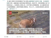 四川师大老师被指未谈拢酬金摔死所捡狗 学校回应