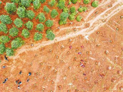 重庆市各地掀起春季义务植树热潮 将棵棵新绿栽种在巴渝大地上