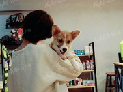 网友自称结伴堵门骚扰疑似摔狗女子(图)