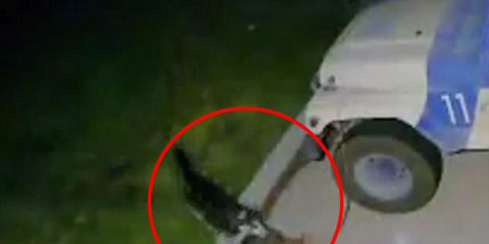 美国一只哈士奇大开杀戒 造成近30只动物死