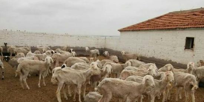 农业农村部谈内蒙古病死羊事件:将进一步核实