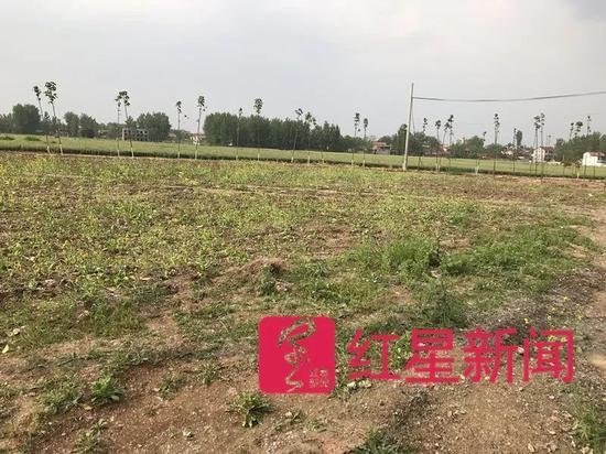 ▲玄武镇第一幼儿园被拆后,土地上已经种上油菜。图片来源红星新闻