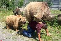 顽皮熊追着饲养员要背背 别忘了你体重363斤啊