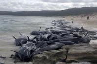 超过150头领航鲸搁浅澳大利亚