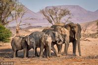 非洲烈日下大象按身高排队乘凉 尊老爱幼不争抢