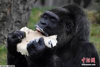 欧洲最老大猩猩61岁生日 狂吃蛋糕