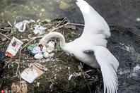 这里是全球垃圾处理典范城市 天鹅却在垃圾上筑巢产蛋