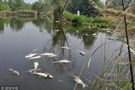 鱼塘鱼大量死亡 怀疑猪场排放废水