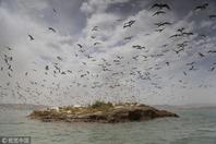 小岛聚集成千产卵海鸥 美呆了