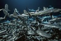 摄影师拍礁鲨组团捕食 “鲨”多势众画面震撼