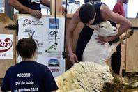 法国举办“薅羊毛”大赛 24小时剃光2500多只羊