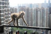 “猴哥”盘踞20多层高居民楼 救护人员周旋三天将其降伏