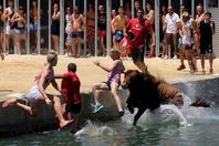 西班牙上演“奔牛入海” 狂欢者挑衅公牛一同跳入海中