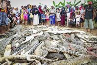 鳄鱼咬死村民 全村复仇屠杀近300条鳄鱼