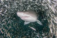 虎鲨邂逅巨大鱼群风暴 穿梭其中若大王巡视霸气十足