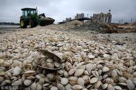 大量蛤蜊尸体现身美国东海岸海滩 堆积成山散发恶臭
