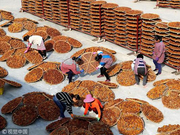 广西桂林：金黄月柿添秋色