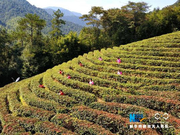 航拍金秋农事 领略广西贺州田园秋色