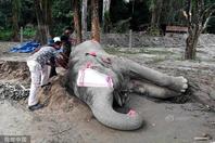 印度大象“本·拉登”在囚禁过程中死亡 曾发飙踩死5村民