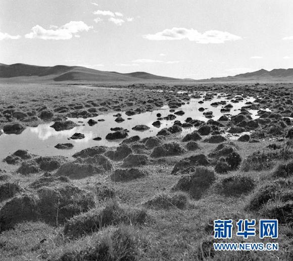 这是红军走过的水草地(四川西北)的资料照片。 新华社发