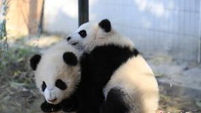 中国将向芬兰赠送一对大熊猫