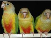 媒体:：男子因售卖家养鹦鹉判罚5年并不算重