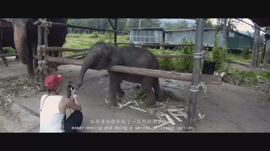《黑象》视频截图。超 正在拍摄大象。
