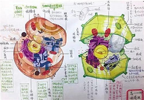 “溶酶体:专门分解各种内外远的大分子物质,1955年发现。”(这位同学的历史成绩想必也不错。)