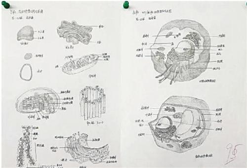 一名同学的参赛作品为“生物各细胞结构示意图”,获得了95分的好成绩