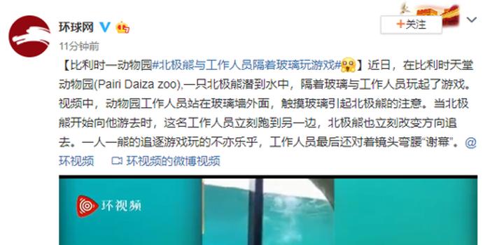 比利時一動物園北極熊與工作人員隔著玻璃玩游戲