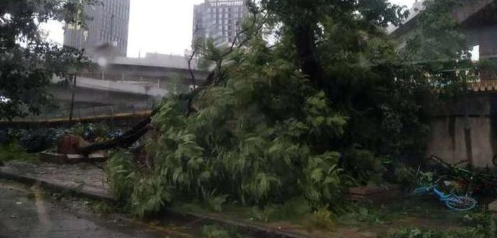 实拍狂风肆虐下的广州：大树被连根拔起