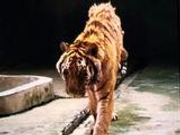 熊虎山庄去年11月已停止对外开放