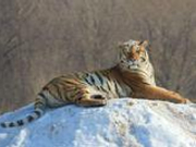 英动物园管理员被老虎咬死 该园曾发生猎豹外逃