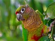 “鹦鹉案”当事人:觉得自己没犯罪 只是有错而已