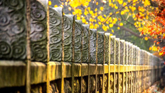 醉美秋色入选作品