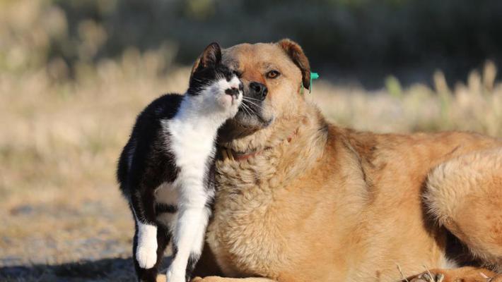 猫咪与大狗同吃同住亲昵依偎温馨有爱