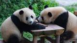 大熊猫围桌聚餐嬉戏玩耍
