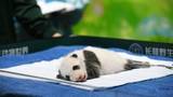 广州新生大熊猫幼崽“萌二代”迎来满月