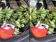 游客“偷香蕉”被村民围打 当事人：仅拿一串