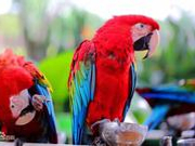 鹦鹉案王鹏：以后人家送狗也会看是不是保护动物