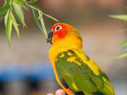 鹦鹉案二审焦点:家养和野生刑罚上是否该区别对待