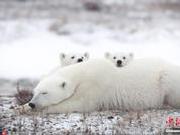 热浪“烧”进北极圈 32℃高温下北极熊该去哪避暑