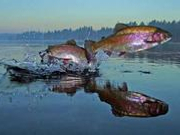 三文鱼标准公示3天就下架 被批太不合乎“标准”