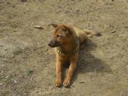 男童家属向养狗工厂索赔80万