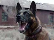 法学教授:制裁恶狗咬人不能总按“过失犯罪”处理