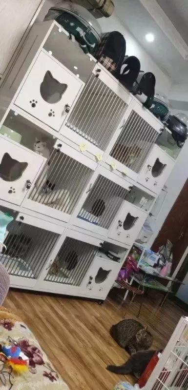李考拉家的寄养猫咪,图片由受访者提供