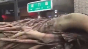 福州一大树已被大风斩断