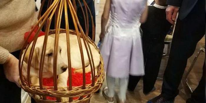 普京給12歲殘疾女孩贈送金毛犬 幫助其特殊治療