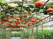 南瓜棚下听悄悄话