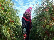 数说广西：年产蔬菜3000多万吨成“南菜北运”基地